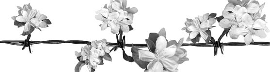 barg wire with flowers graphic