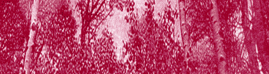 red trees graphic